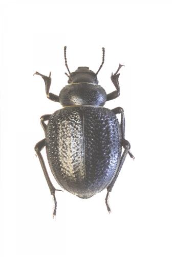 Réf. 251 389 : Pimelia laeviuscula